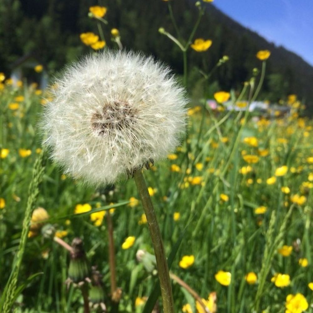 Amt Sunflower