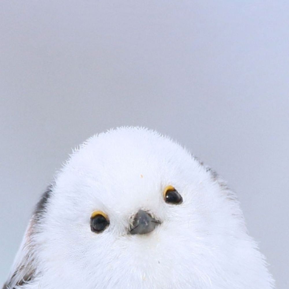 ののぷ