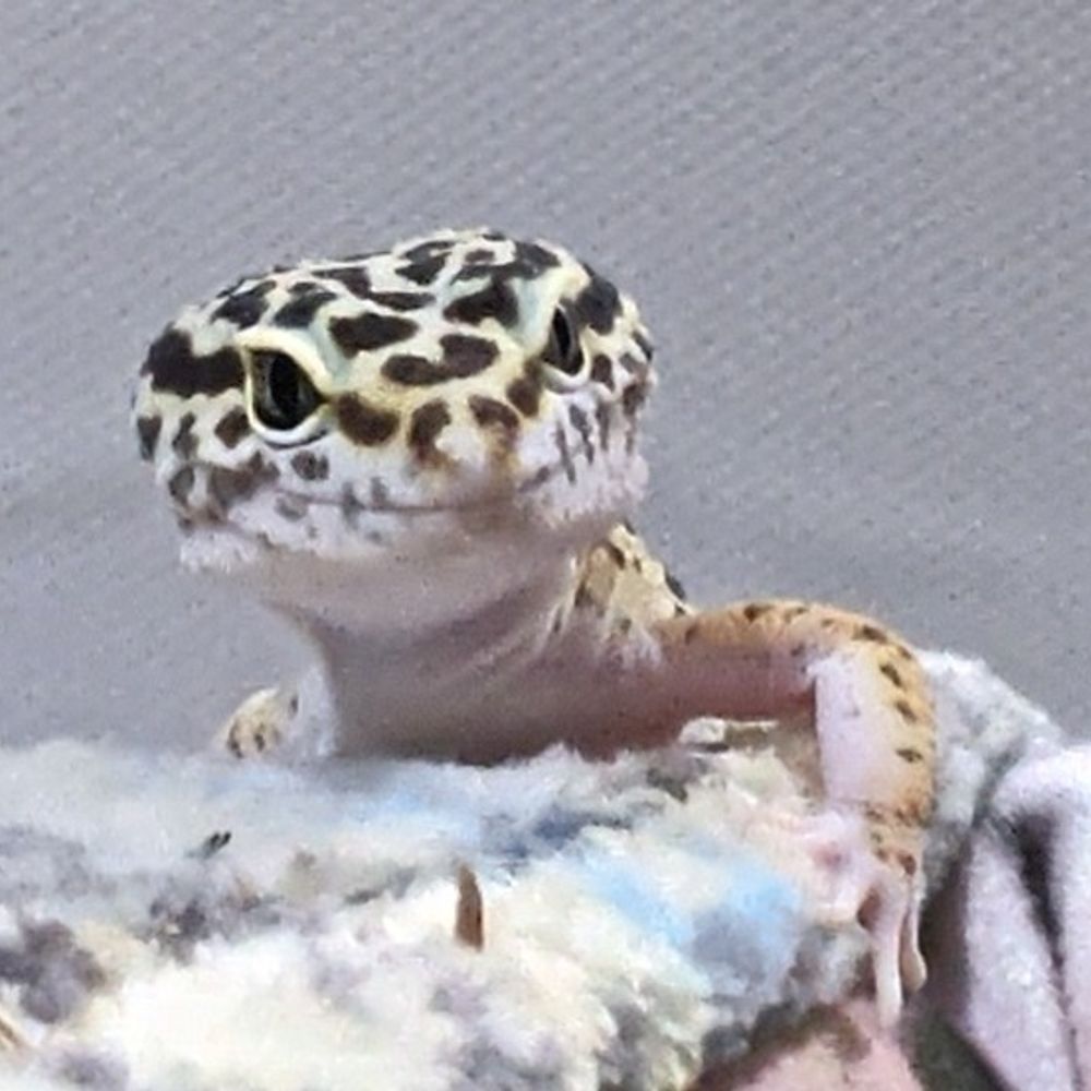 ✨🦎Replanisphere🦎✨