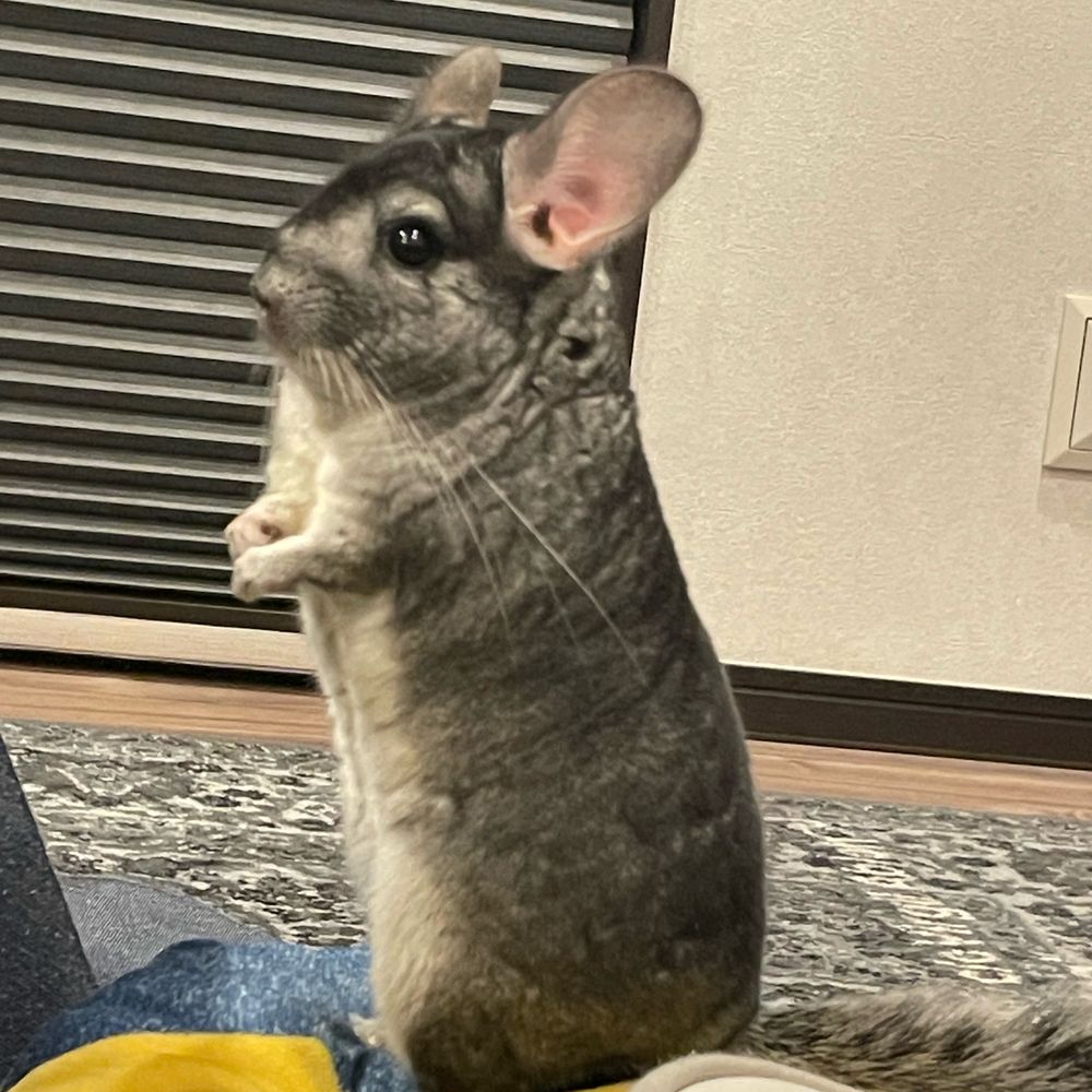 じん🐭チンチラ🐭
