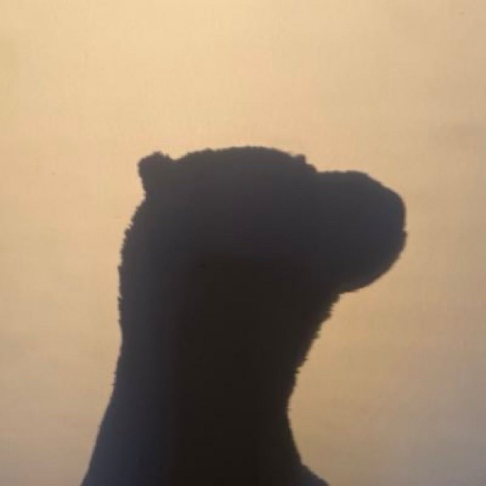 Shape of a Bear