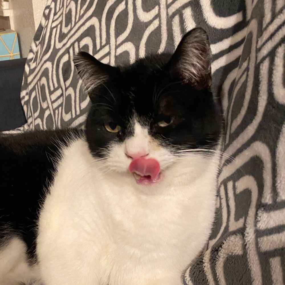 Velokitty
