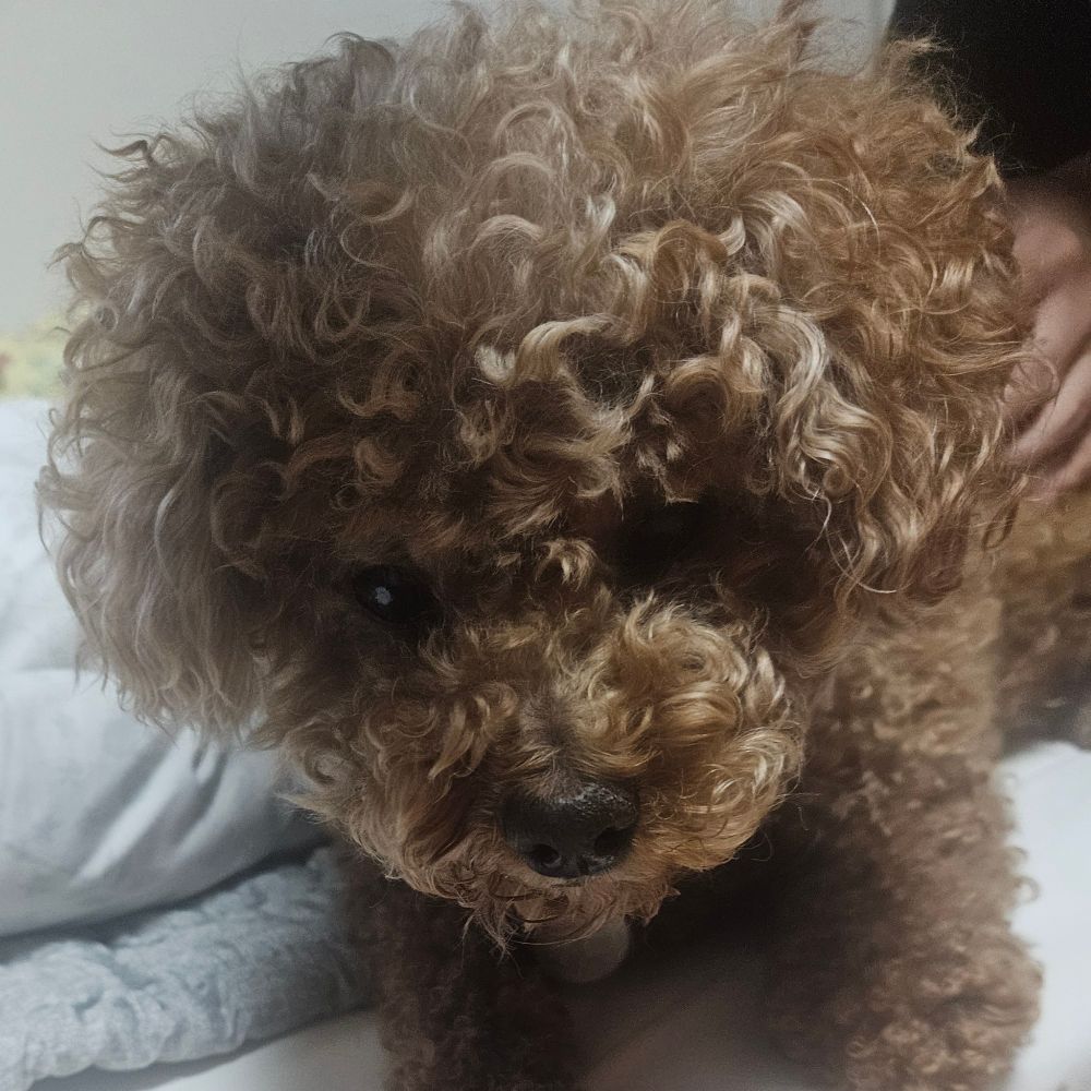 솜솜