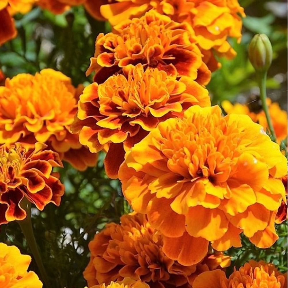 carnation