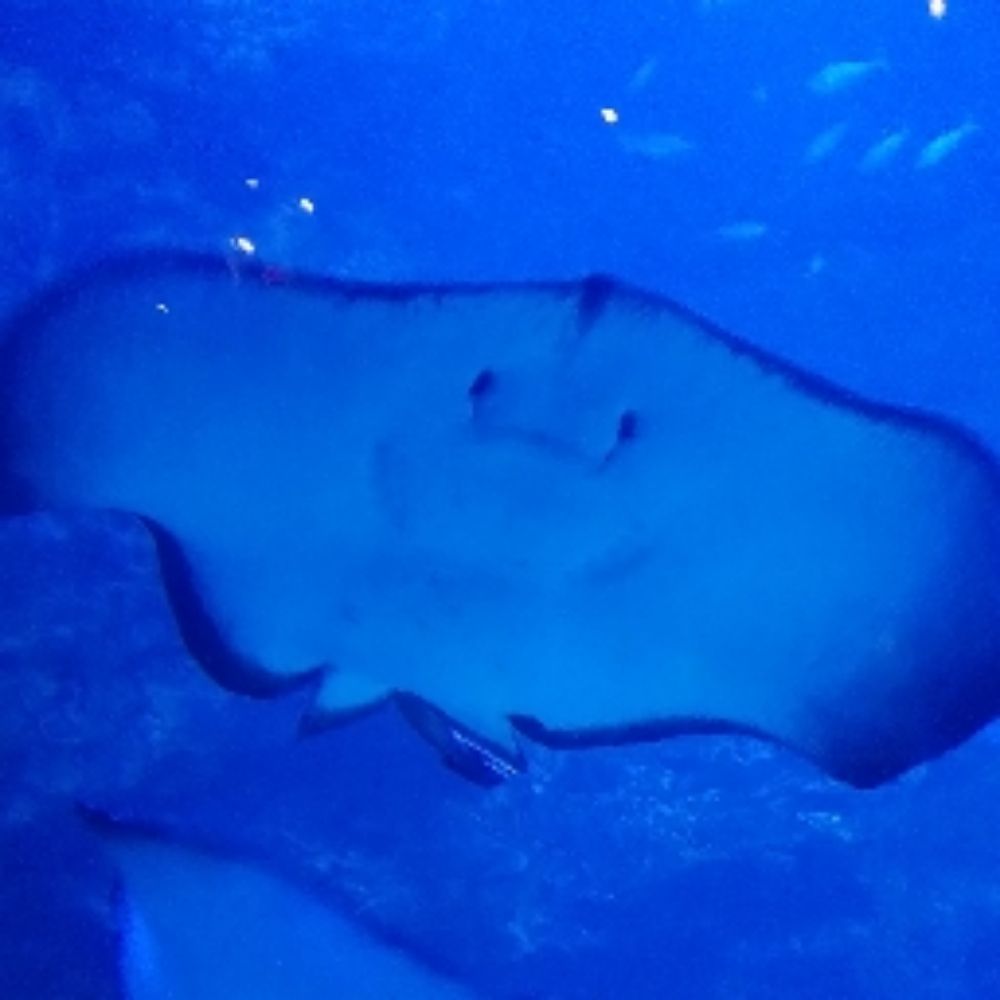 ヒラメ