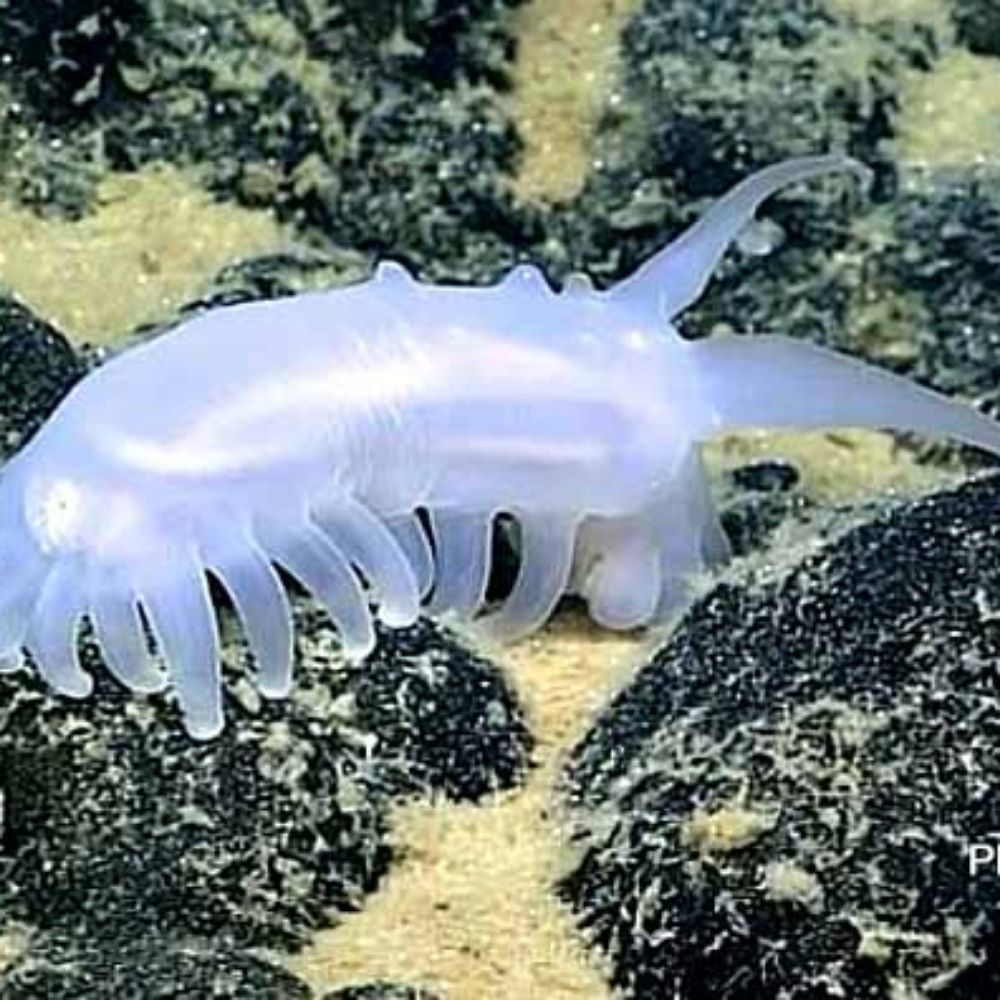 9v worm⚡