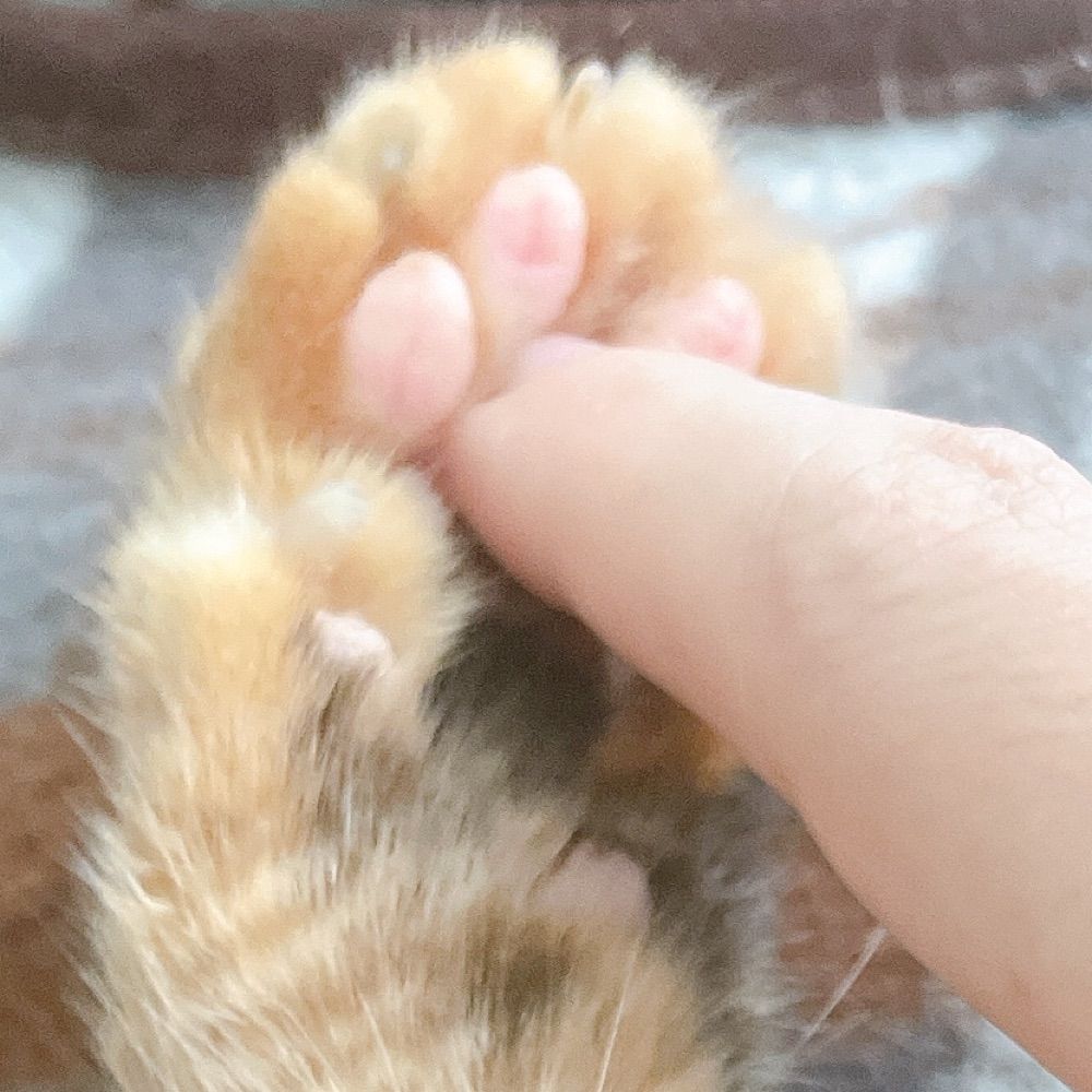 にゃさしん