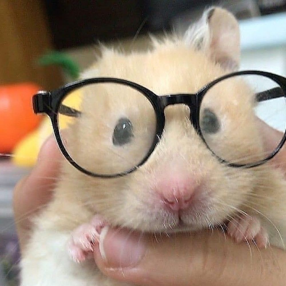 블친소 햄