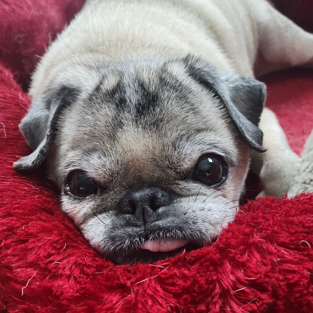 @CaymusPug