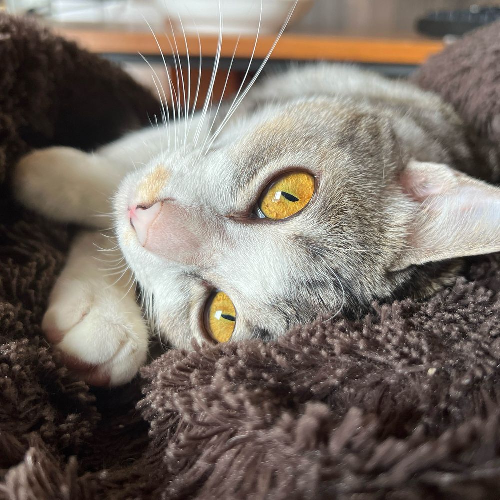 チテト🐈