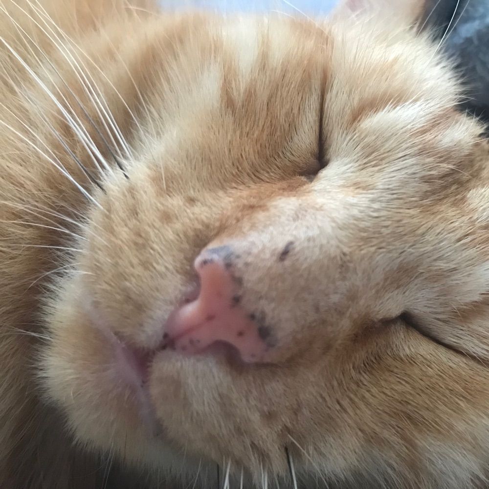 Pyu