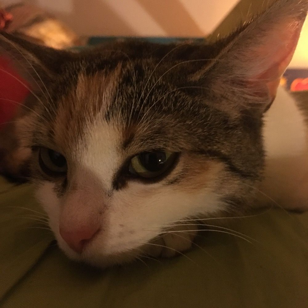 Furii