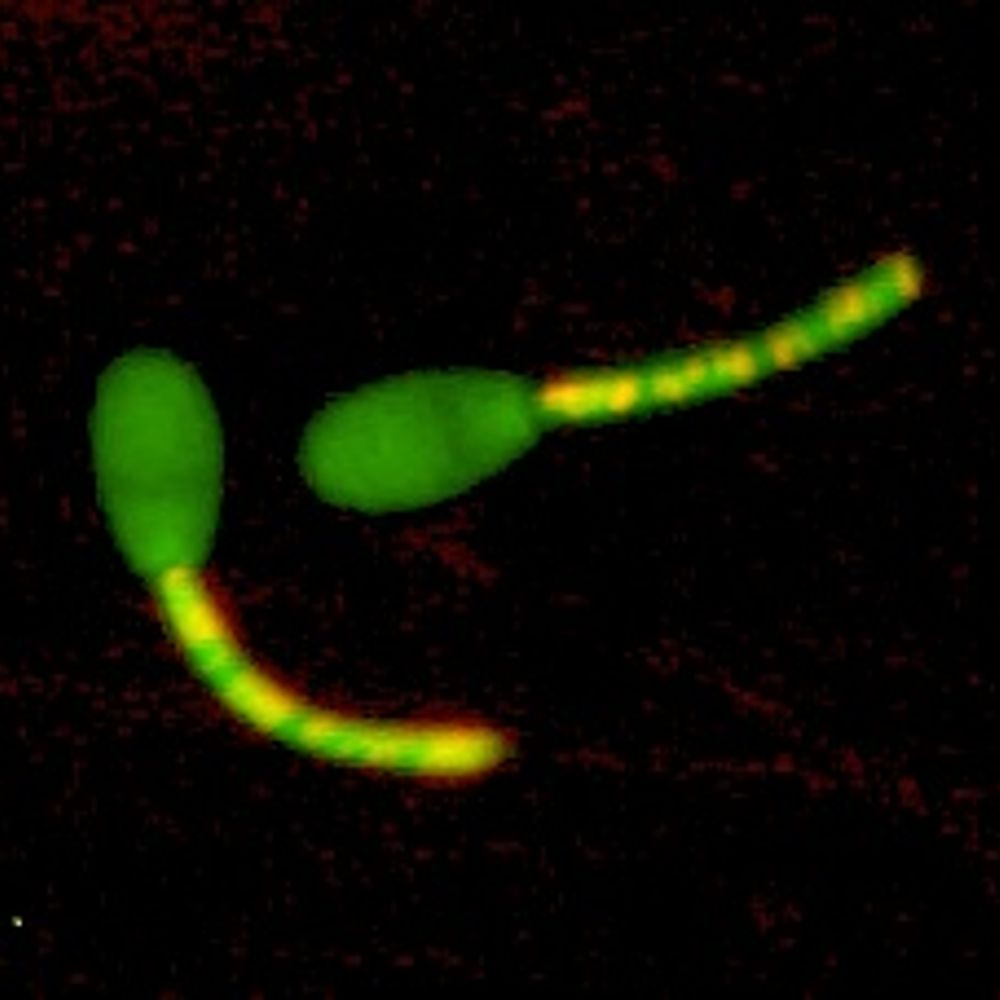Reprobio, Biología de la Reproducción #unileon