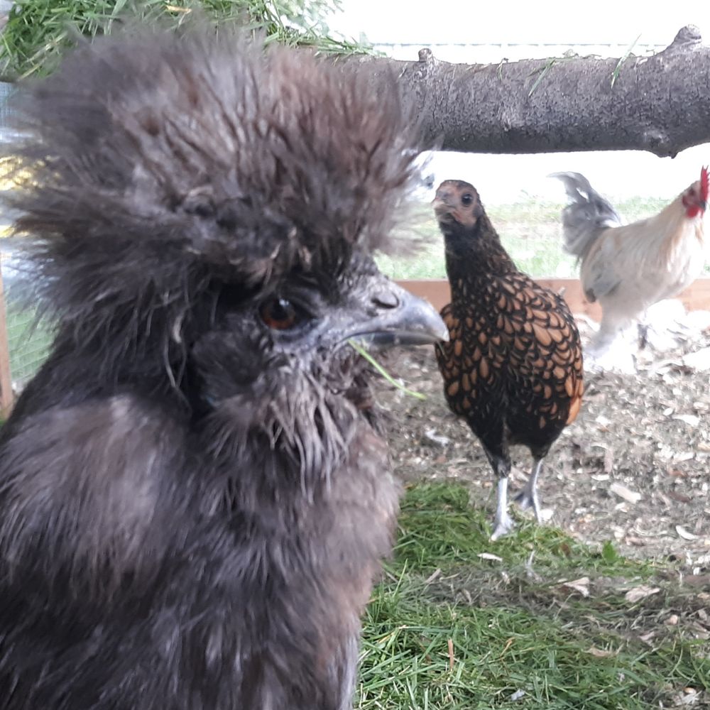 Bantam Chickens of Bsky