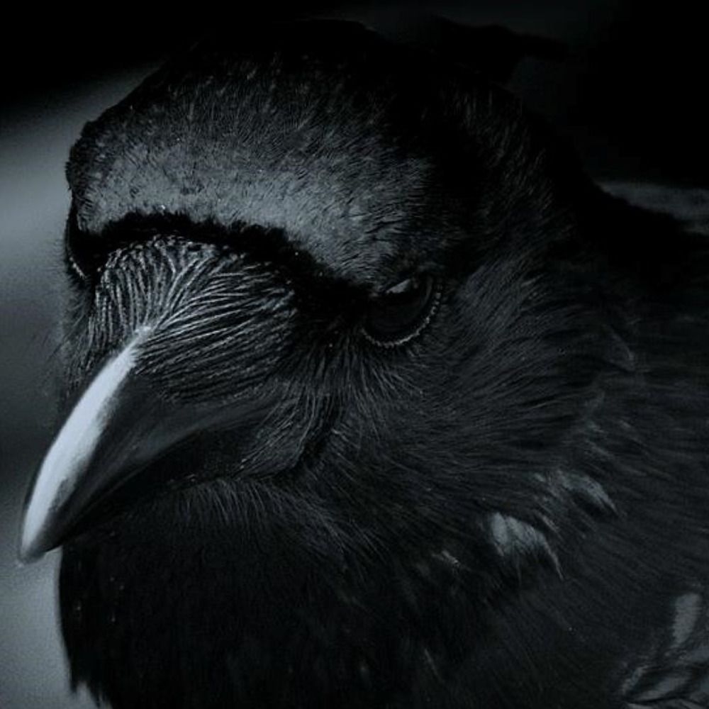 BrashBird