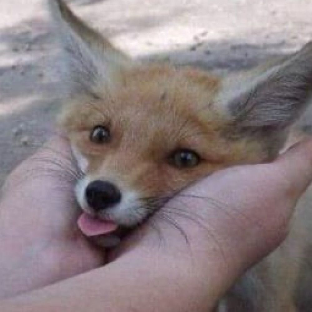 FoxgirlFirebomb