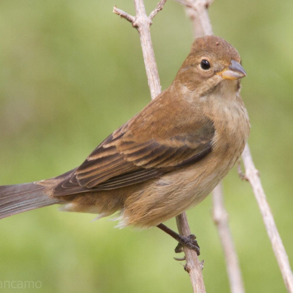 Profile picture indigo-bunting.bsky.social