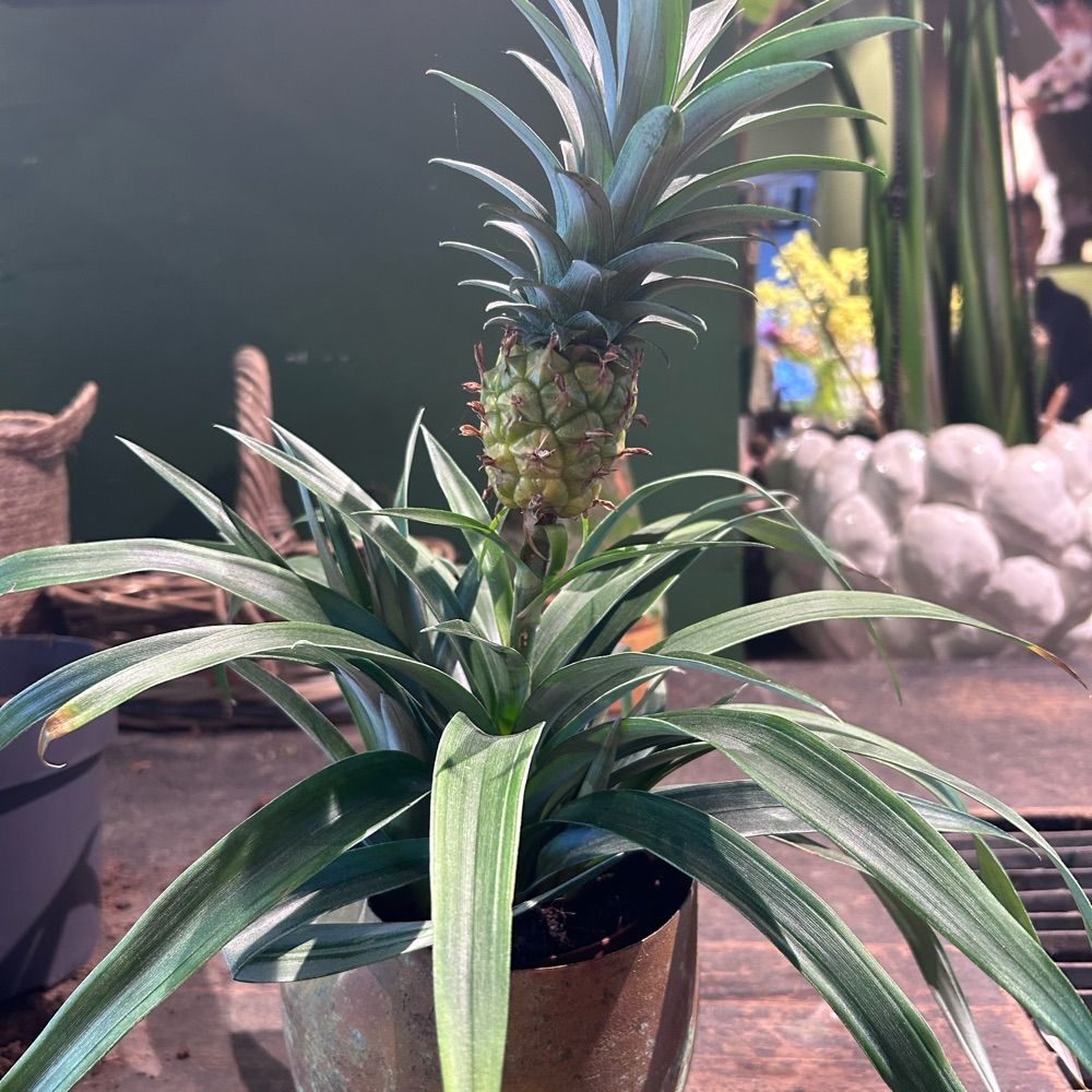 Hidden Plant Stories
