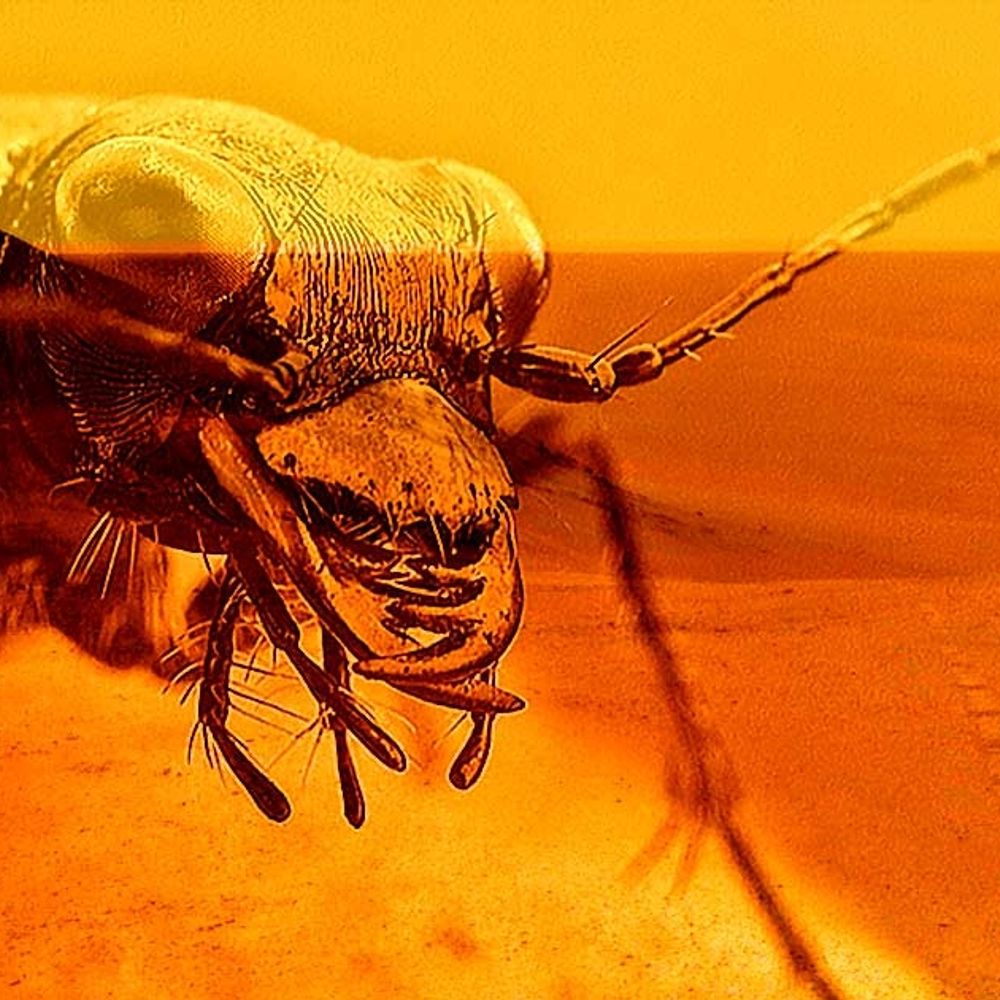 a bug from mars