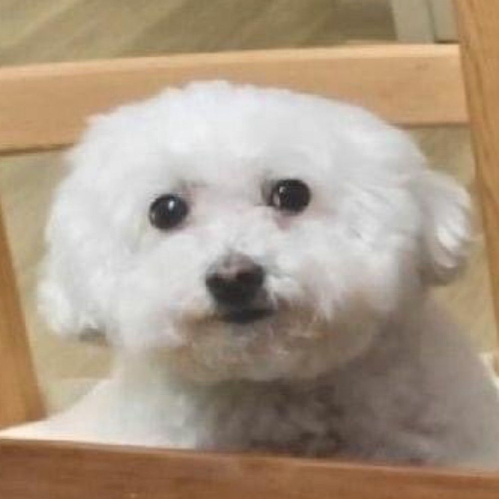 배추