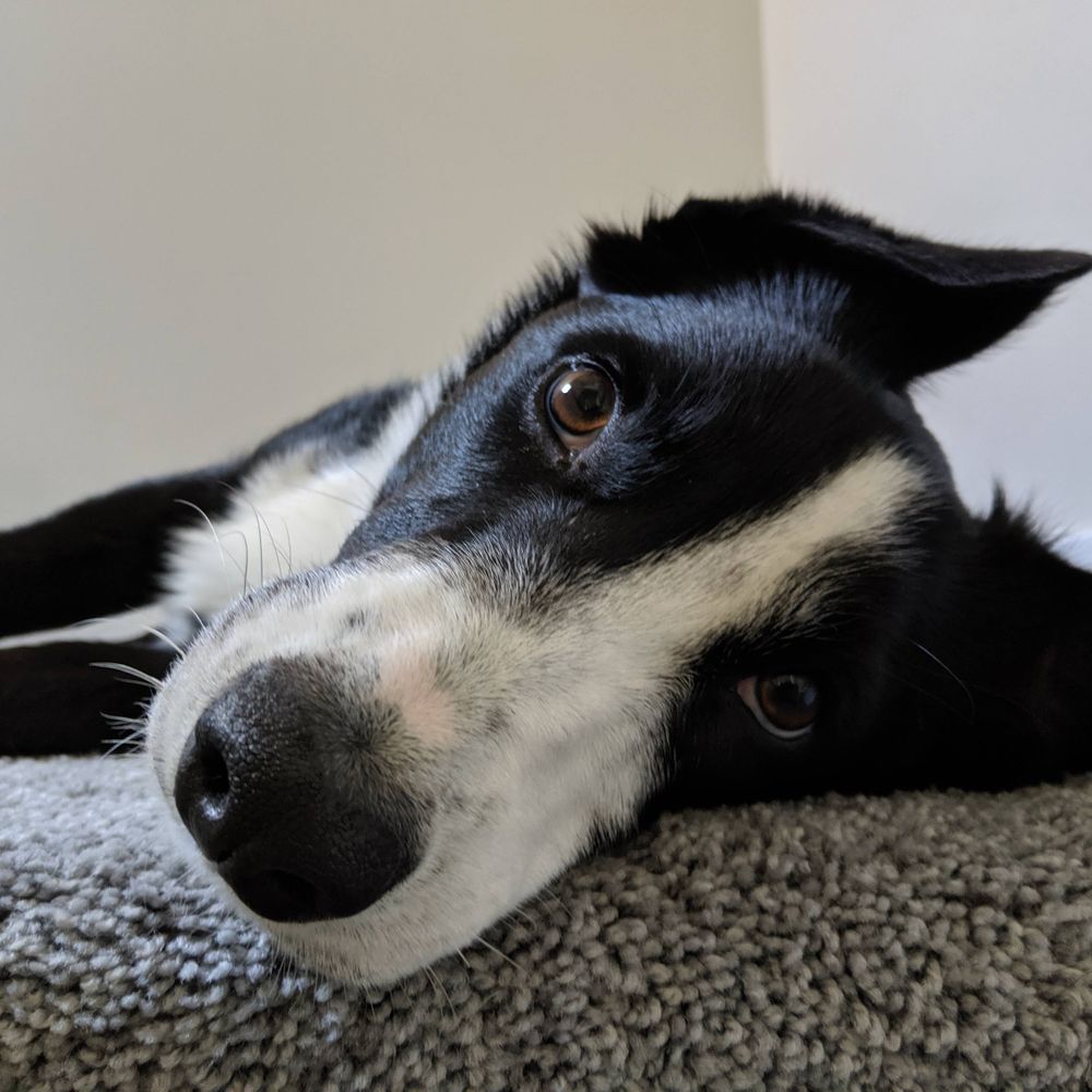 Daz