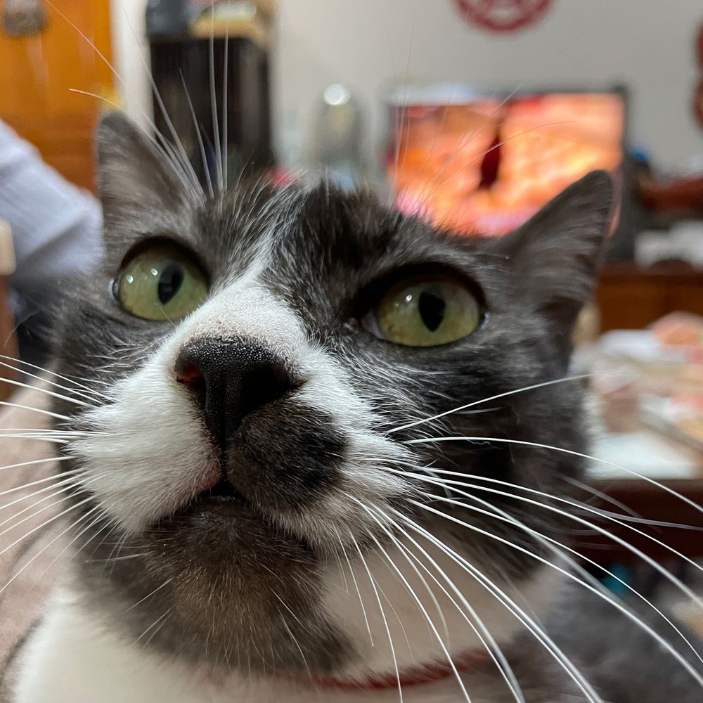 Meow