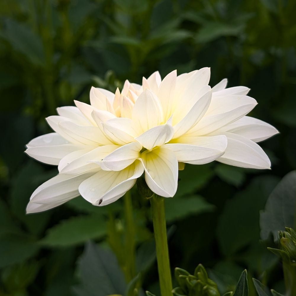 Eine rosa Rose