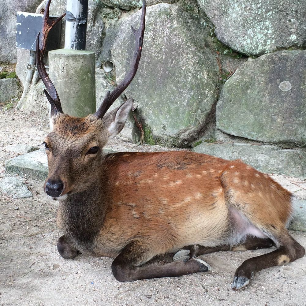ただのボロ