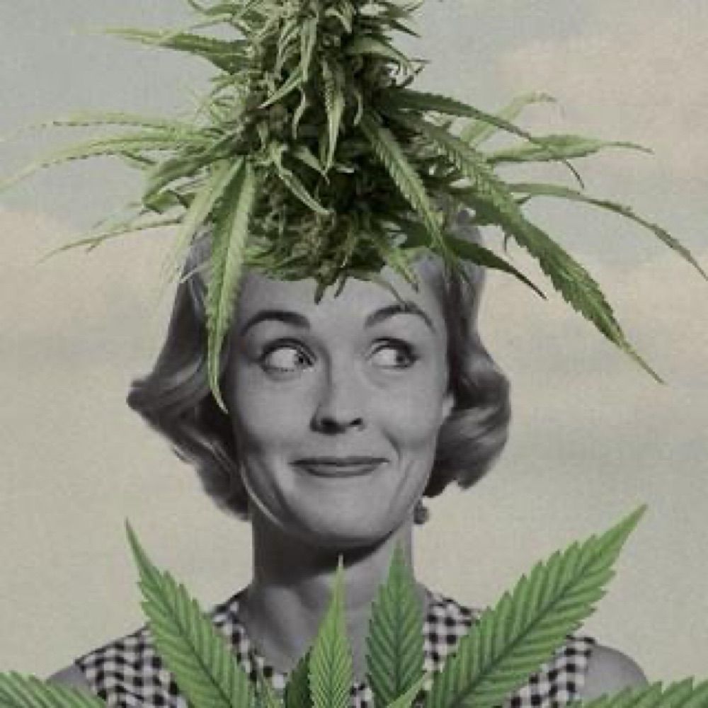 Indica & Sativa ◤✠◢ 