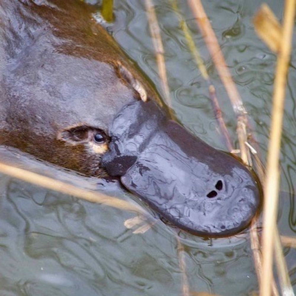 Snarky Platypus