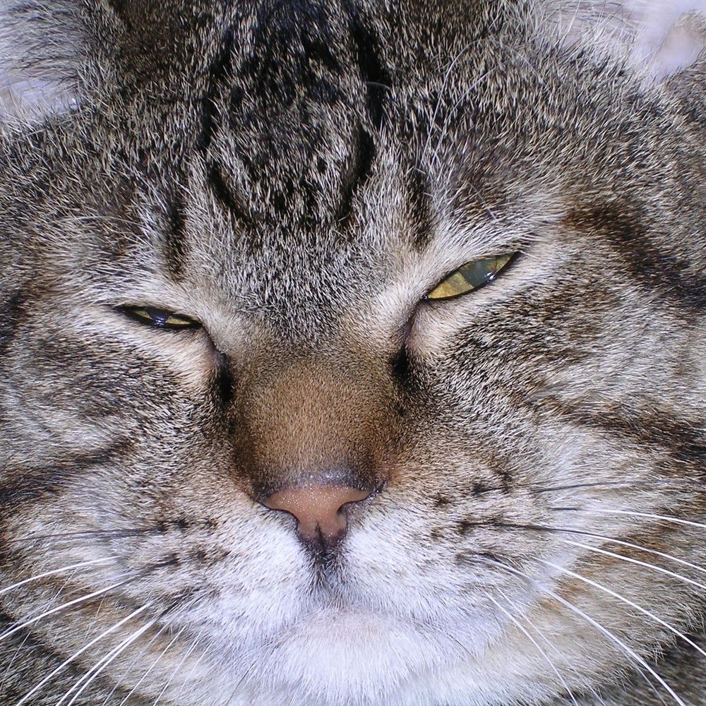 小熊