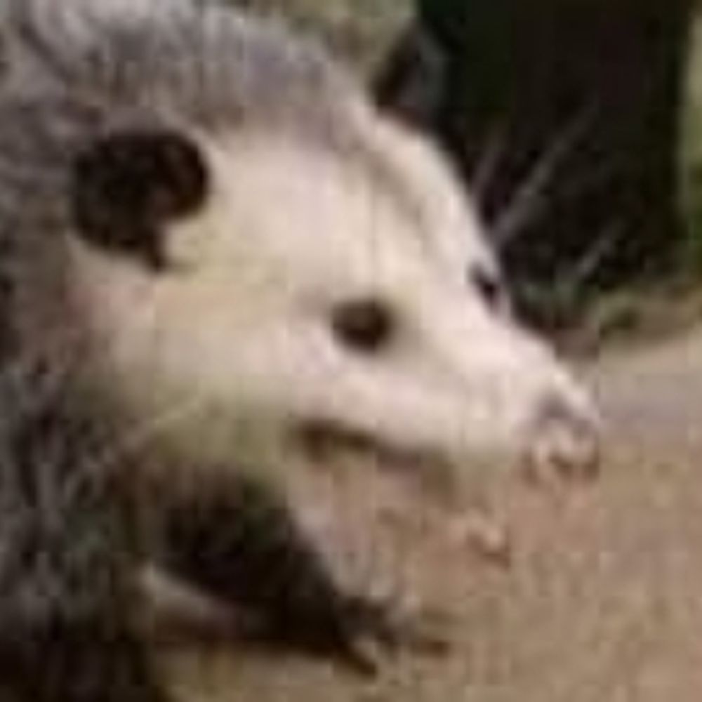 Nem 🐀
