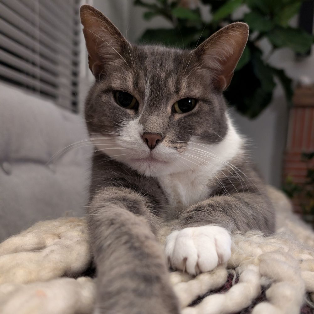 Frankie Myers