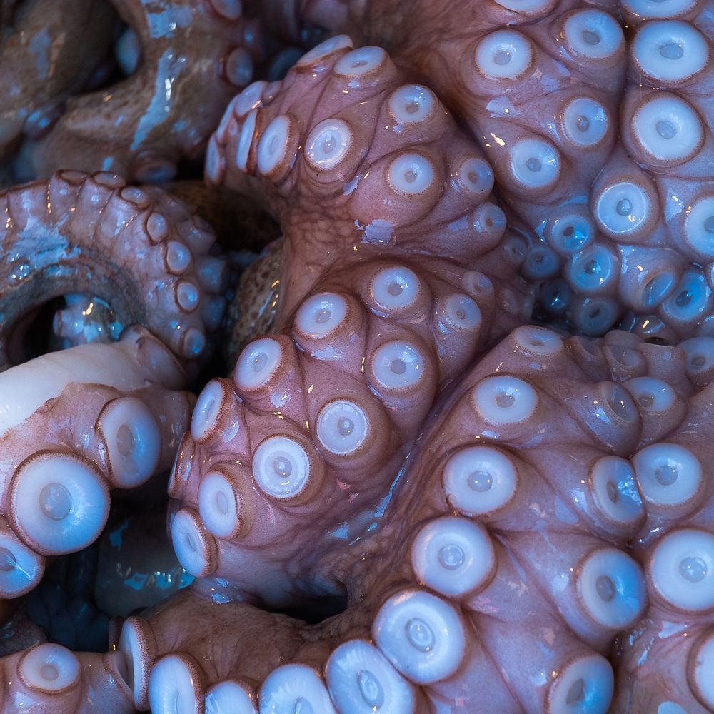 tentacledcatguy