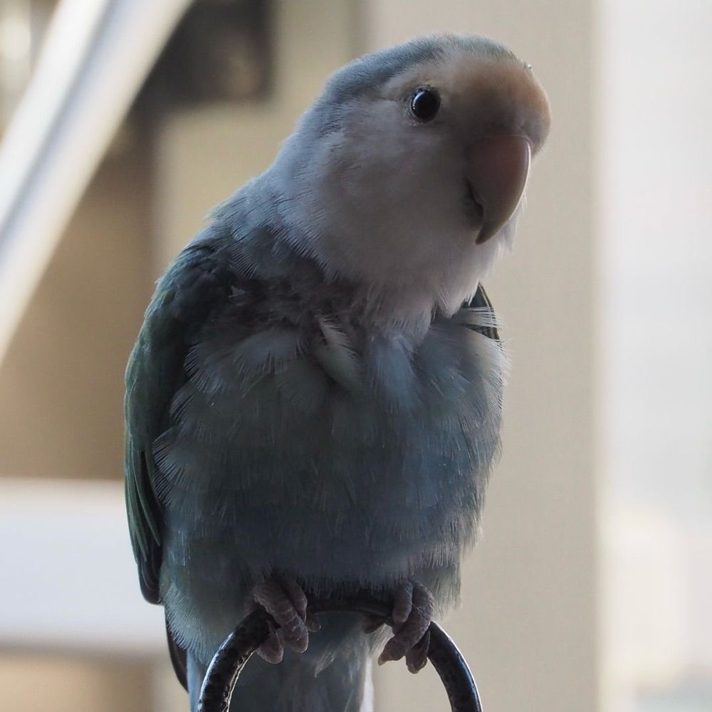 Rob