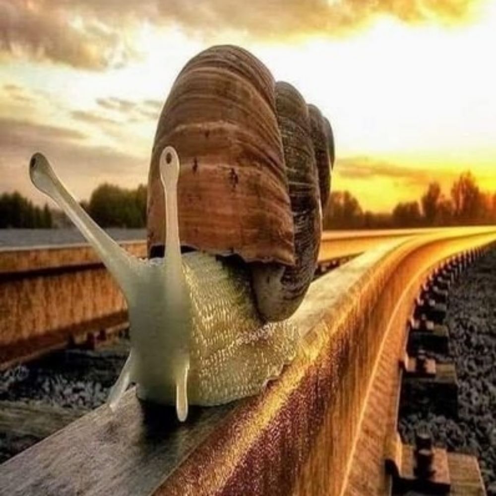 Snail'ce