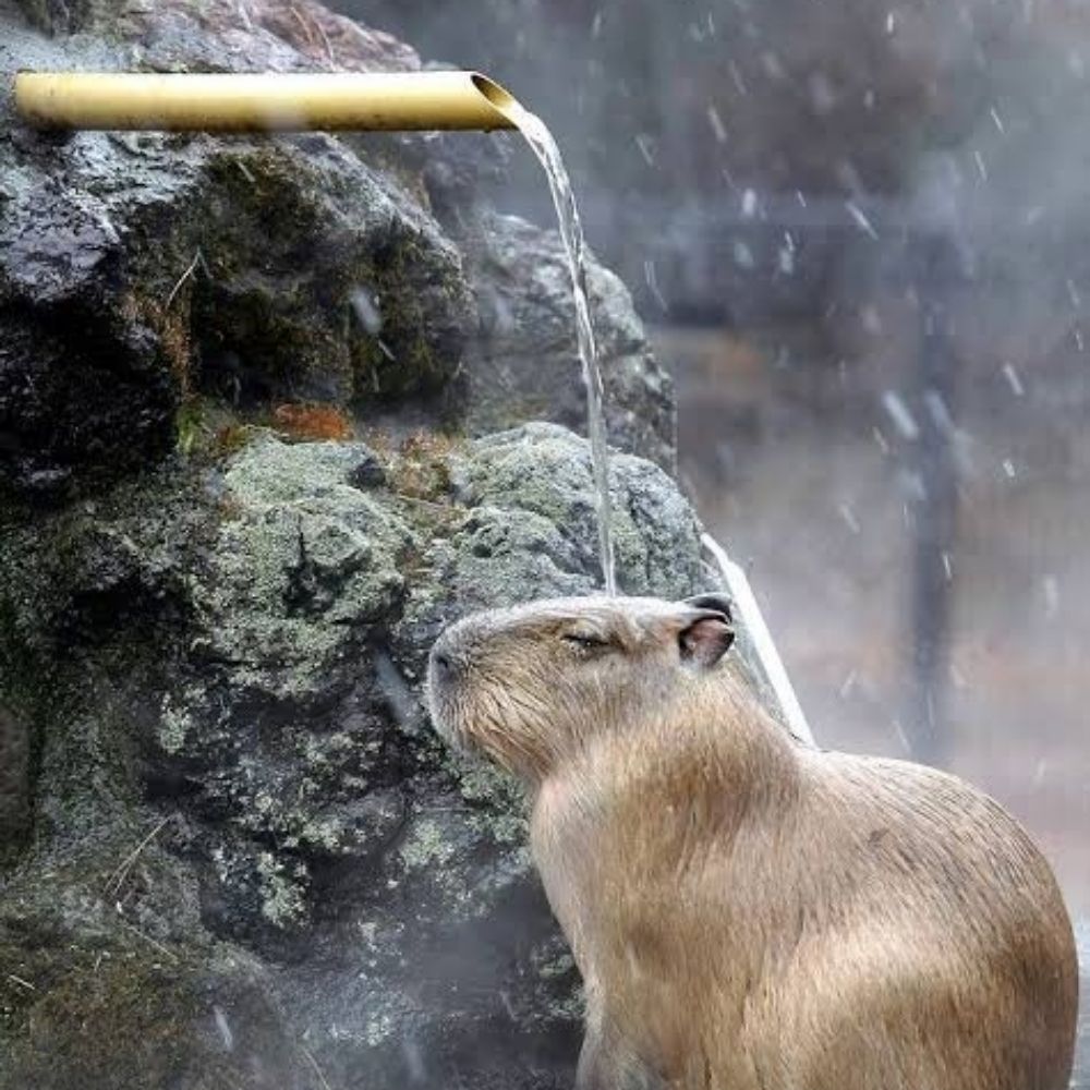 Robisu Capivara