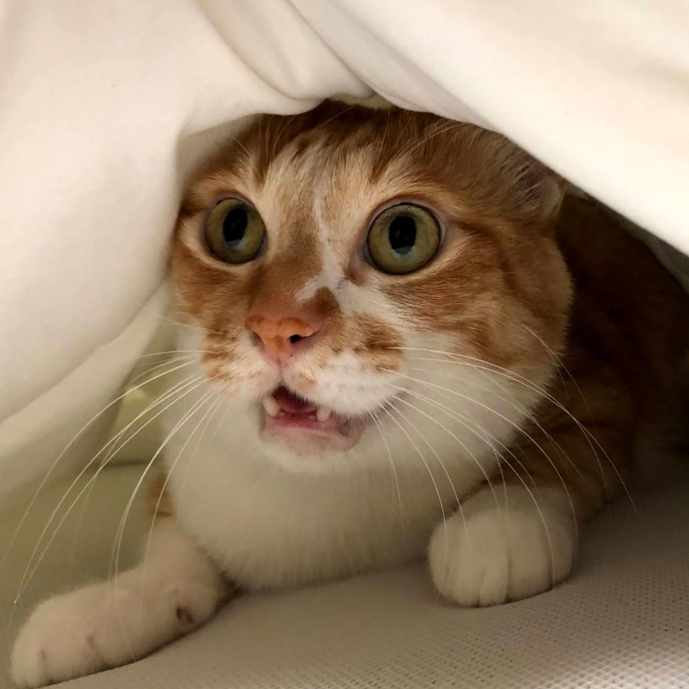 ばしたろう