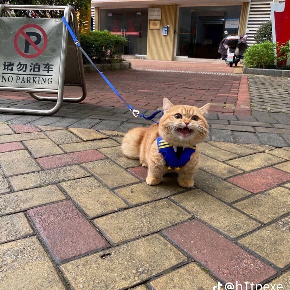 じゃっくです