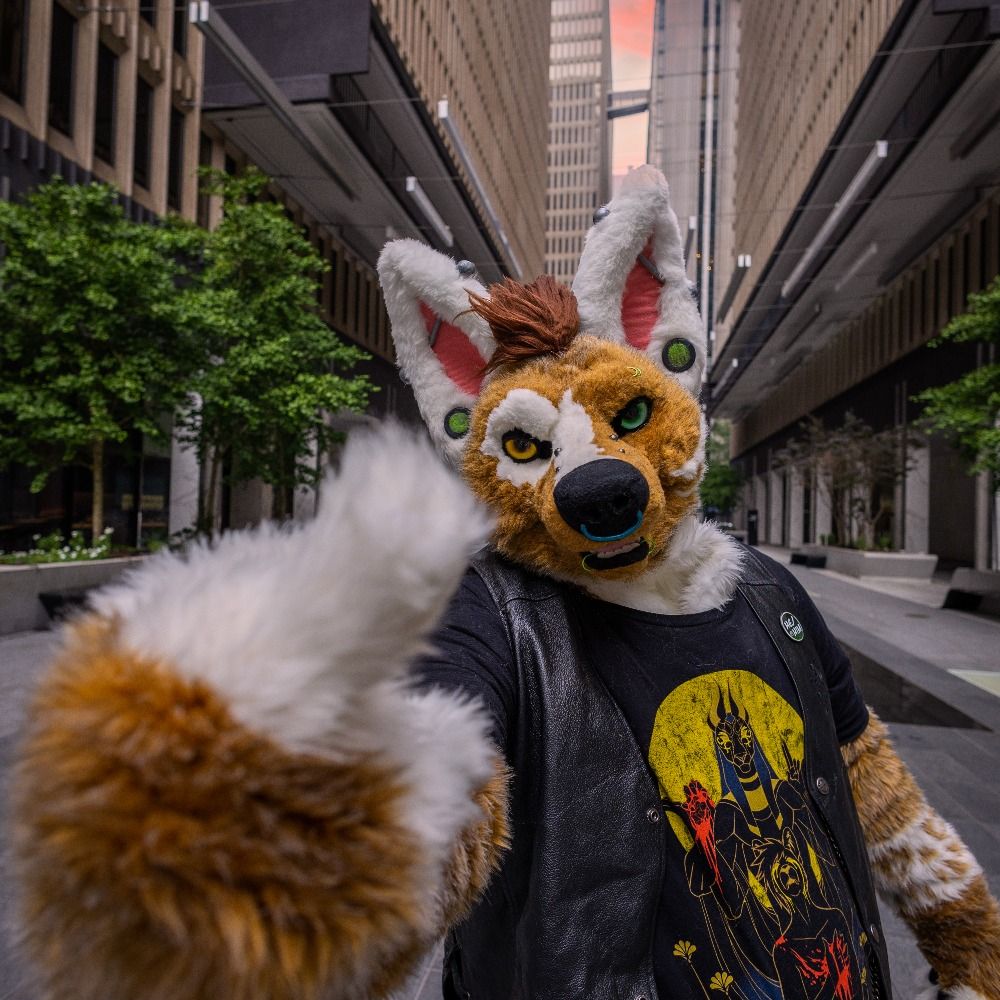 Damn Dumb Dingo
