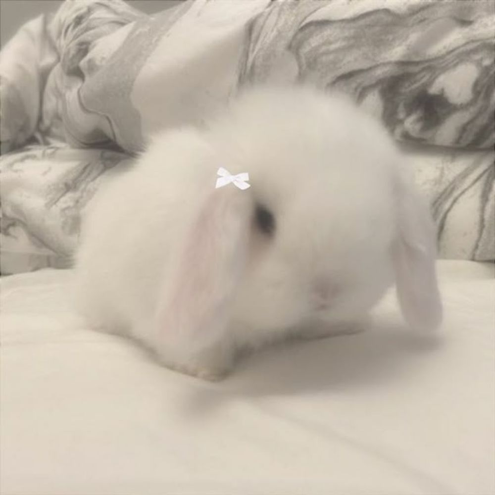𝔹ℝ𝕀𝔸ℕℕ𝔸 ℍ𝕆ℙℙ