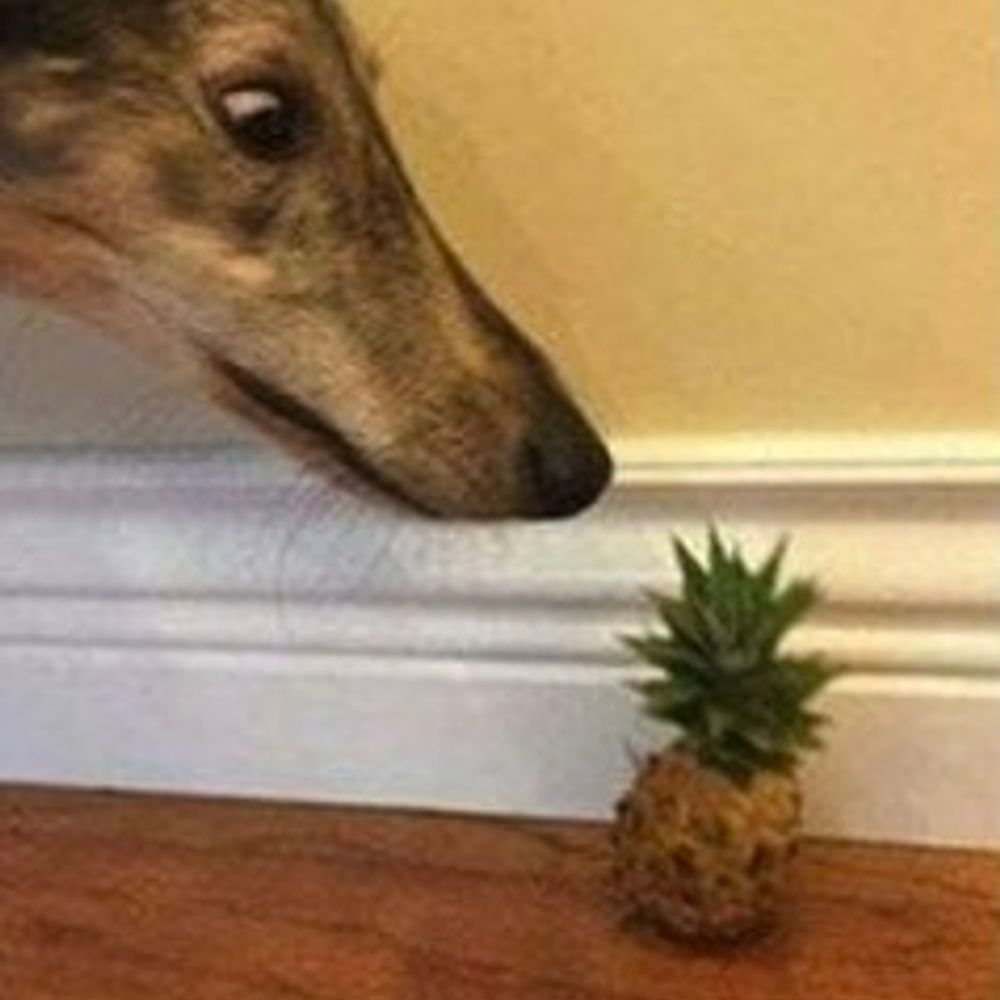 foog 
