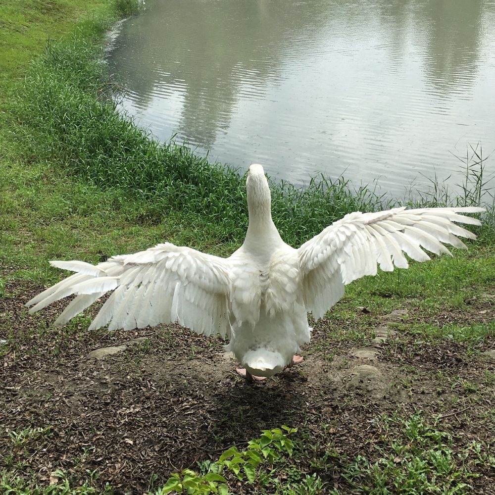小月