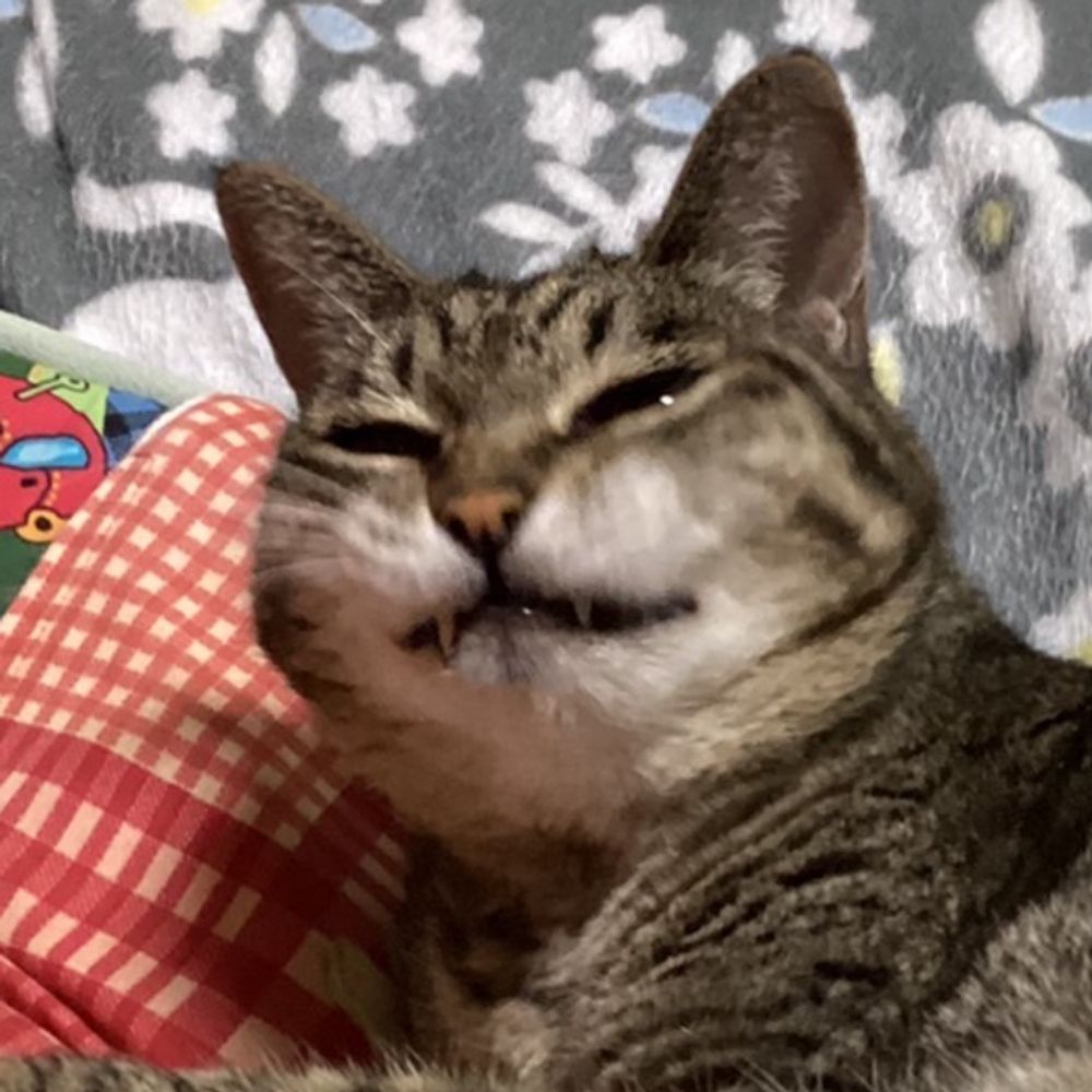 のらこ