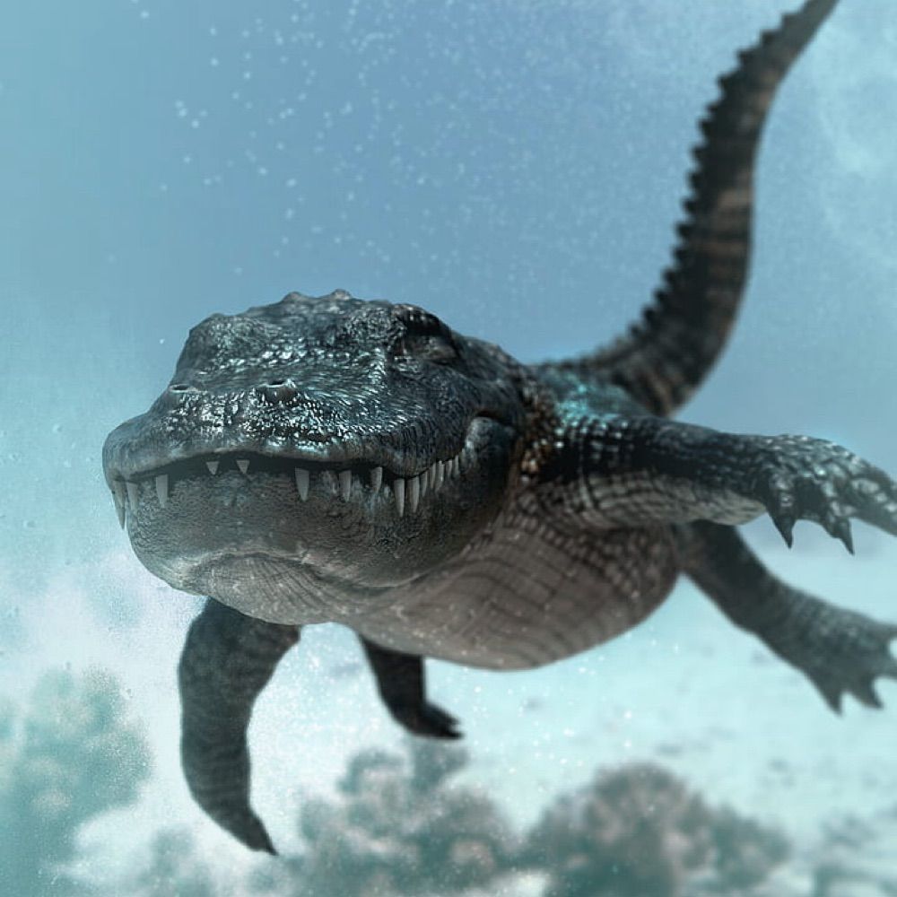 AlligatorFan