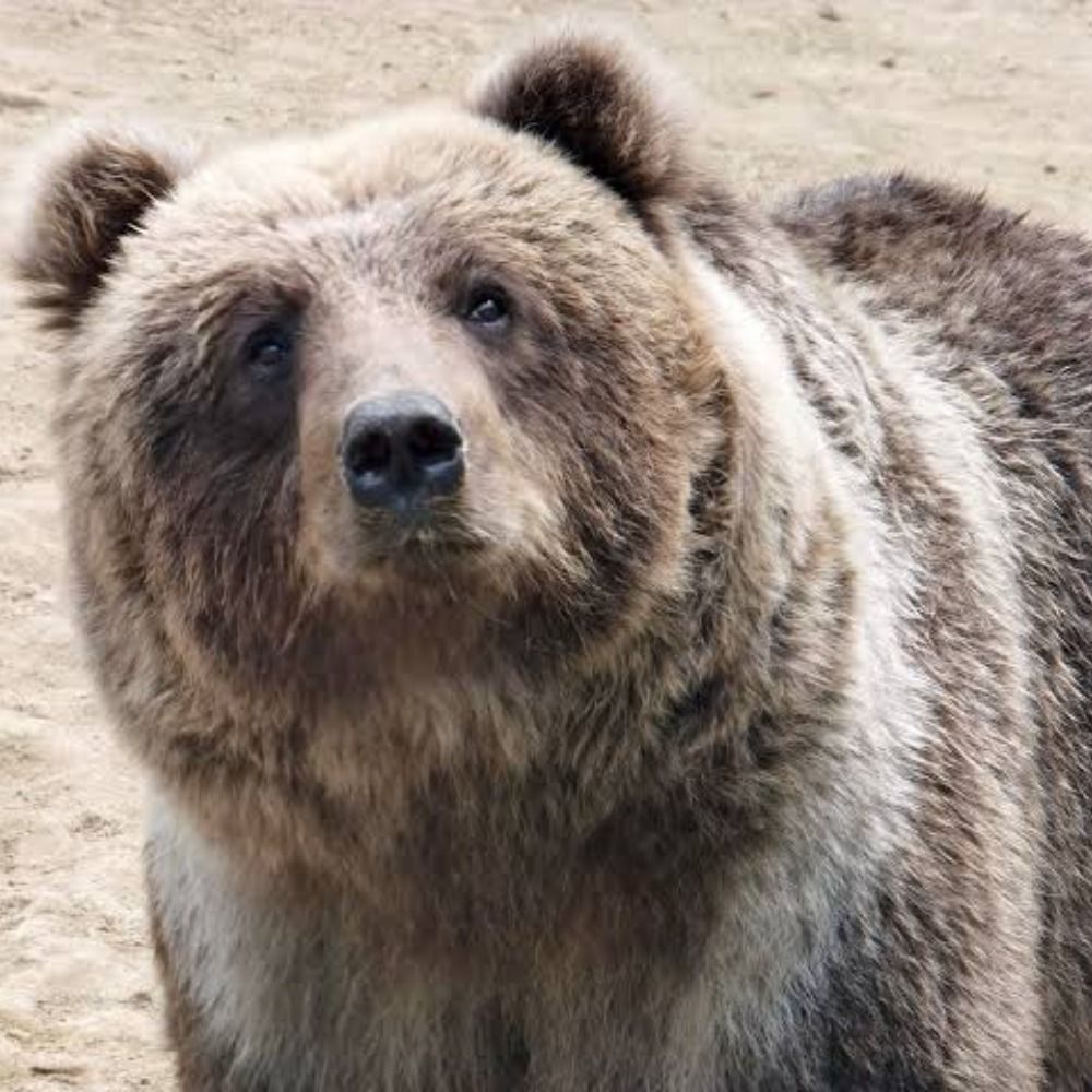 Kuma Jun