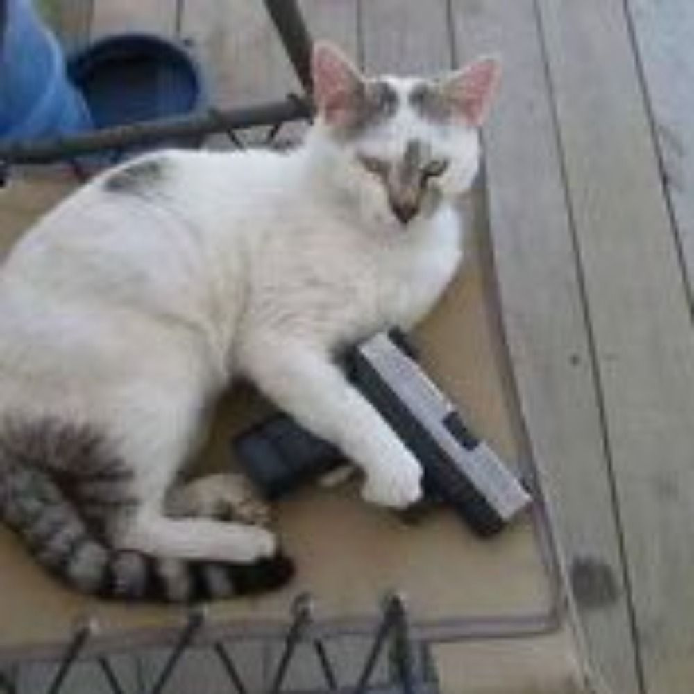 cat with a gun 🔫🐈's avatar