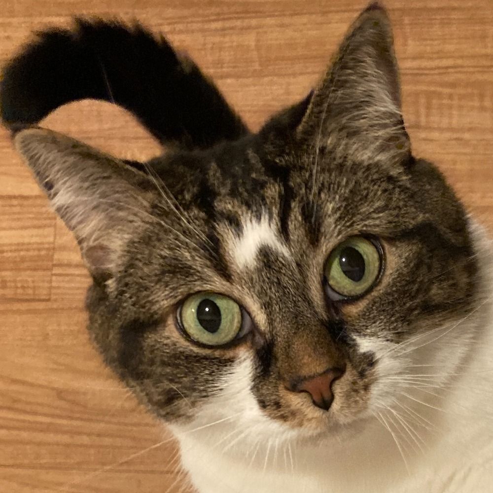 Lila