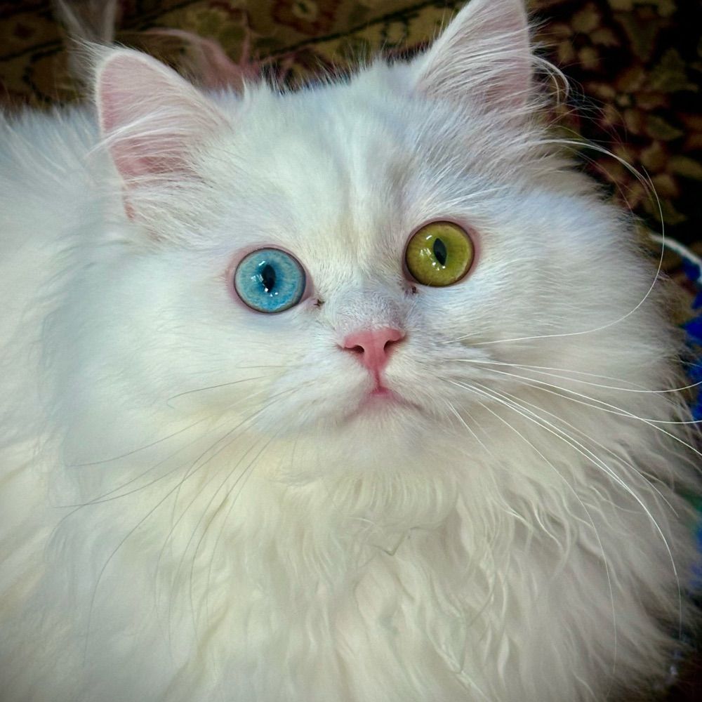 kyivtheCat