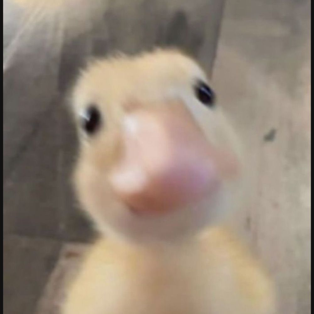 olivia ₍^. .^₎⟆